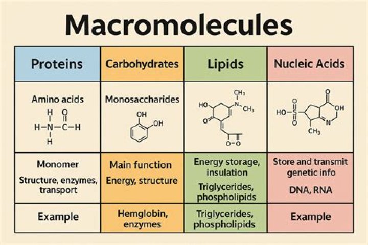 Does macromolecules contain phosphorus?