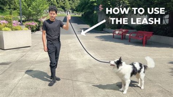 Has him on leash?