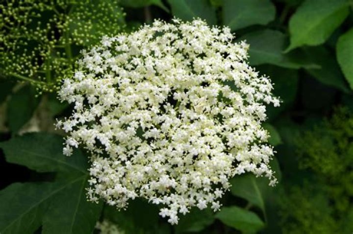 Is elderberry a flower?