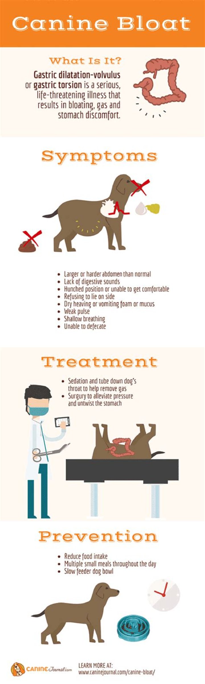 What causes bloat in dogs?